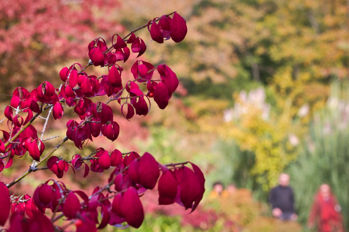 Gatton Park tweet media