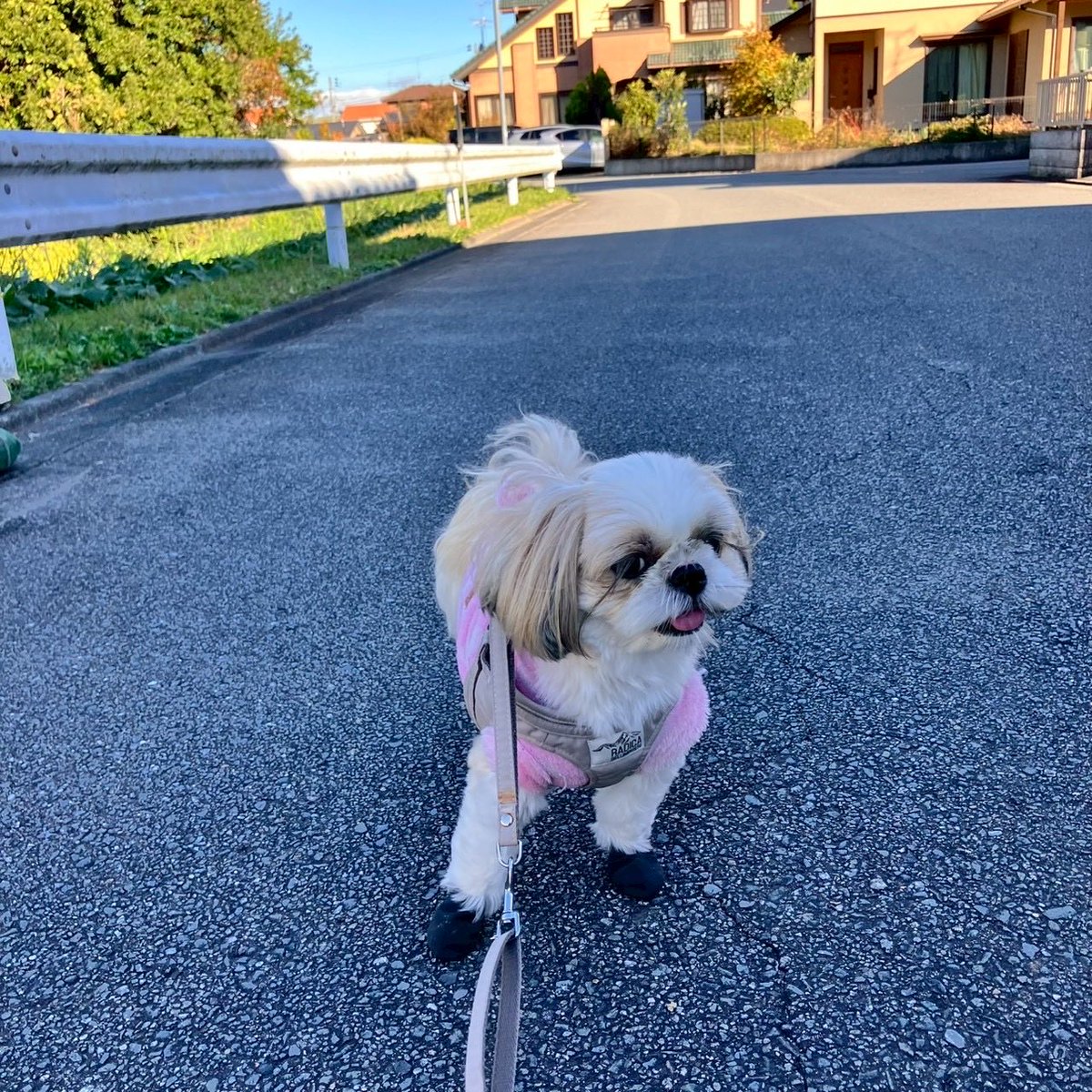 いっぬ様 実家のいぬ on X