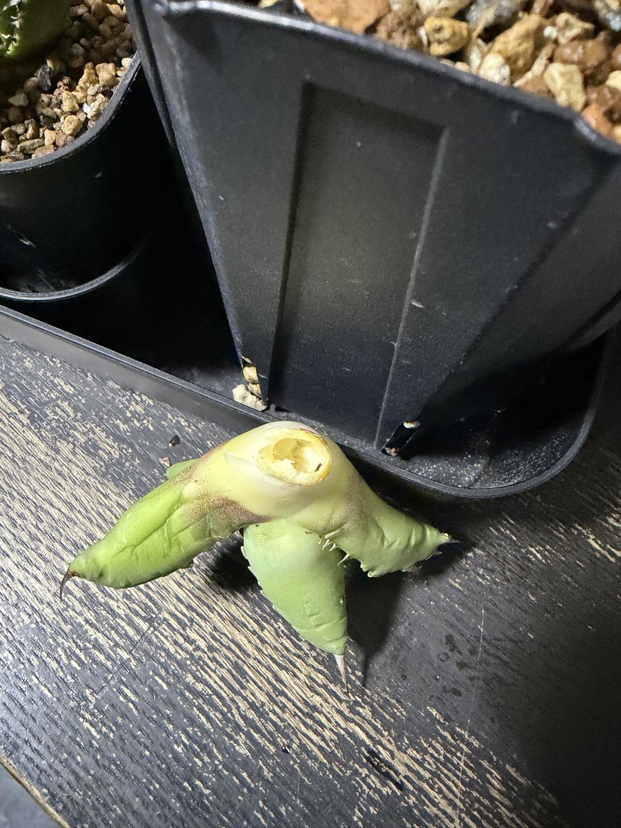 matumo_abyss's tweet photo. アガベの子株が上手くもぎれなかった😱
こうなった時の対処法について、親株側はまた子株を吹いてくれるのか、もぎった子株はどうすることもできないのか
有識者いらっしゃればご教示下さい！！
#アガベ https://t.co/omXiDZrfFx