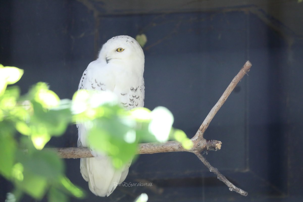 円山写ん歩
きらきらとらいち
***
Maruyama zoo walk
Twinkle &amp; owl
***
🦉
🦉
#円山動物園 #シロフクロウ #ライチ
#maruyamazoo #snowyowl #lychee
