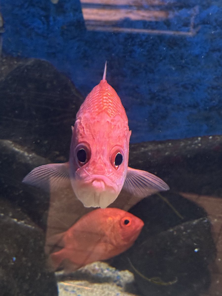 真鯛 剥製 63cm みっちん on X