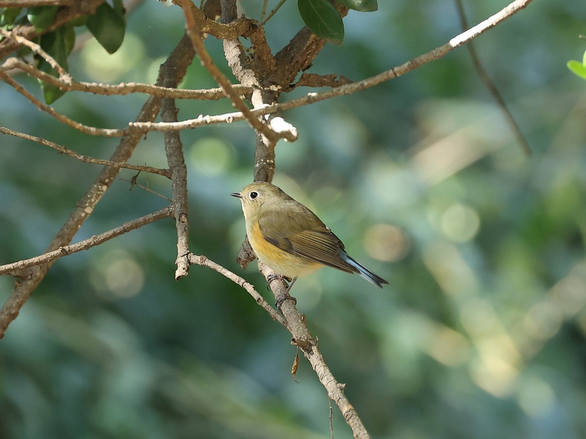 유리딱새 러버의 행복한 탐조😇😇 찬바람을 닮은 꼬리깃. 웜톤 귤겨드랑이의 조합을 보신 적 있으십니까
작년 마지막 만남인지도 몰랐던 이별 이후 자주 앉던 나무 근처를 매번 서성이다가 드디어 만났다