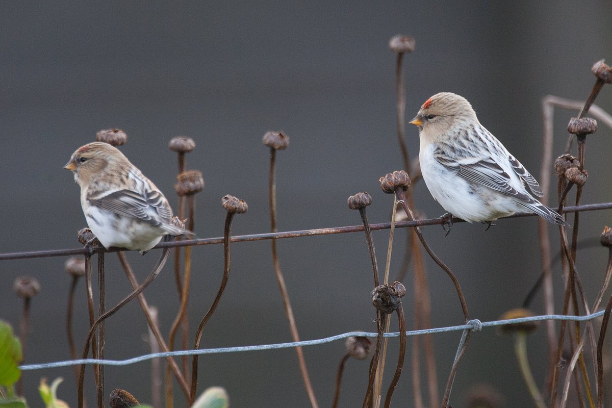 Stefan McElwee tweet media