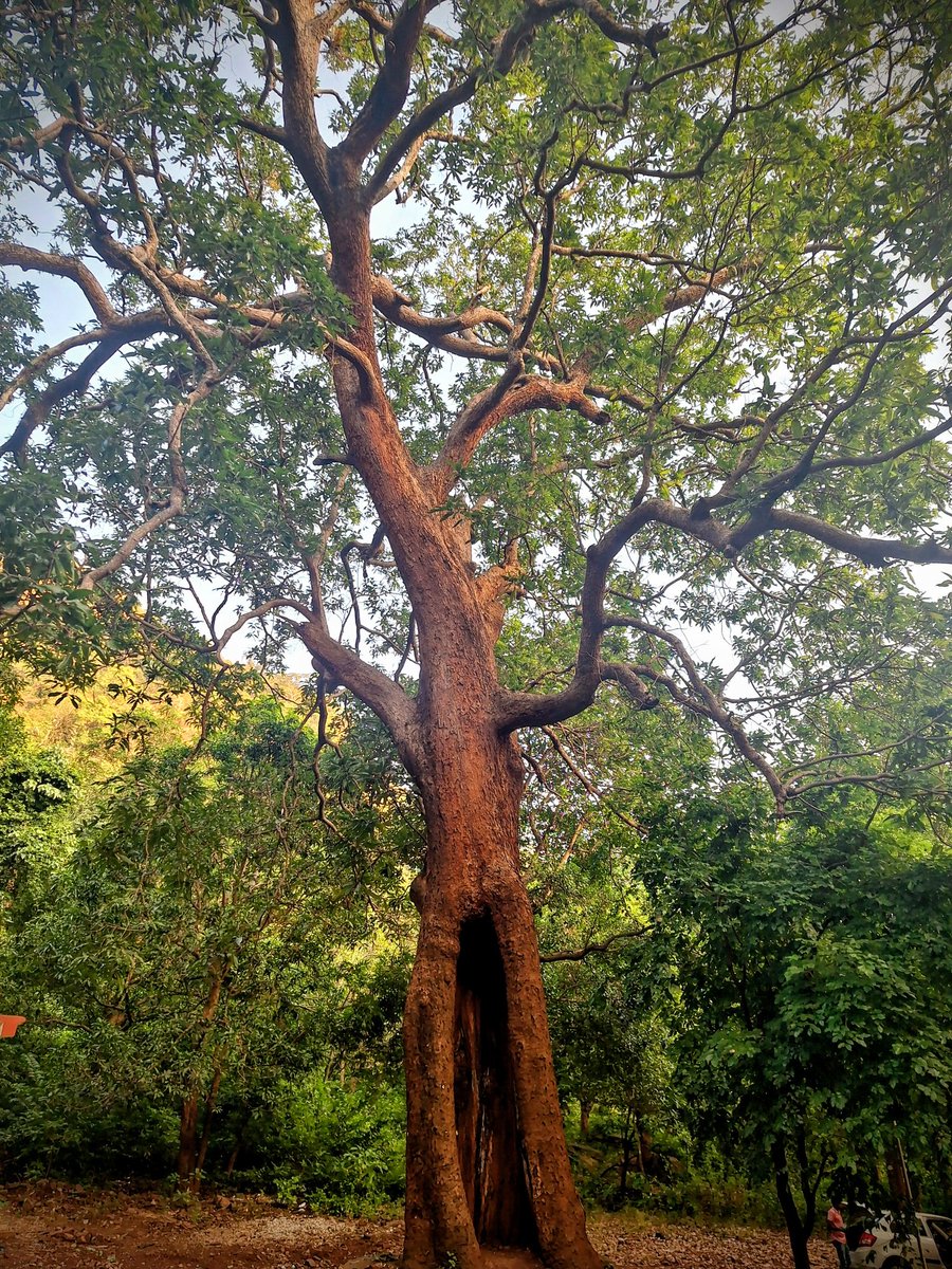 chandelpallavi1's tweet image. Grow tall, stand strong.🌳🌴🪾🌲

QP/Share🌳🪾🌲

 #TuesdayTrees 
#TreeClub