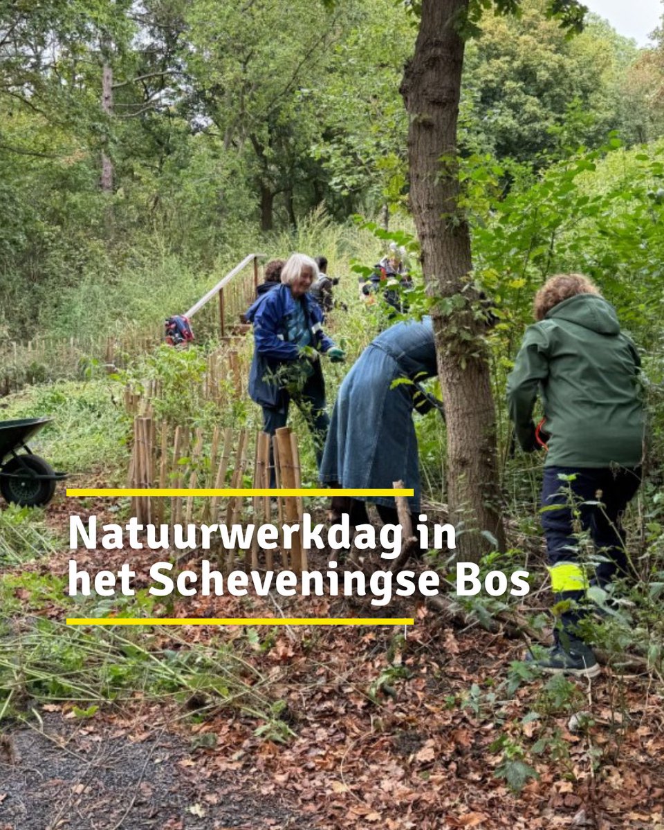 🌿 Steek je handen uit de mouwen op zaterdag 1 november! In het Scheveningse Bos planten vrijwilligers bloembollen &amp; maken we takkenrillen 🌼 Zo creëren we een paradijs voor bijen, vlinders &amp; vogels 🦋

Doe mee: duurzaamdenhaag.nl/kalender/natuu…

#Natuurwerkdag #ScheveningseBos #GroenDoen