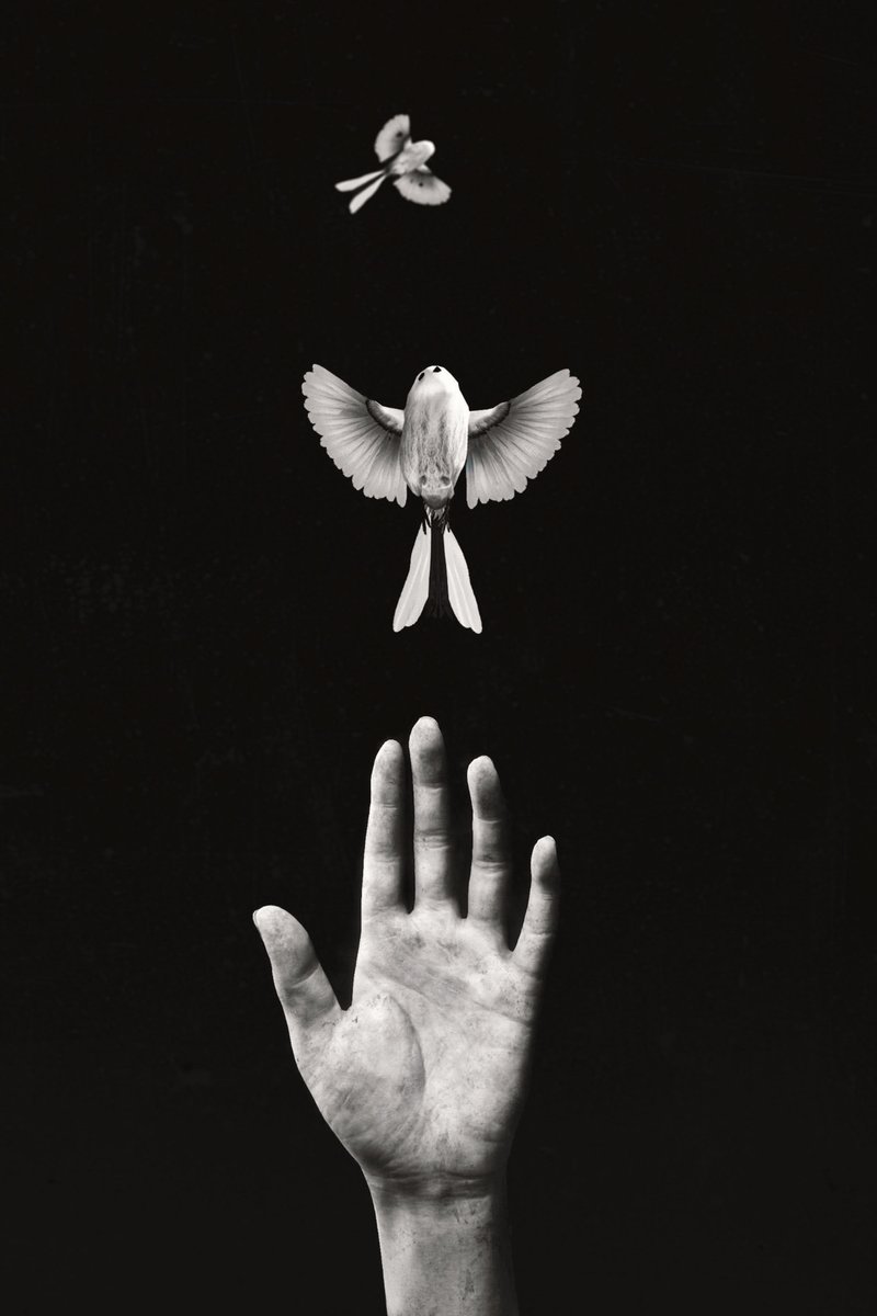 Shima Enaga | #GhostofYotei