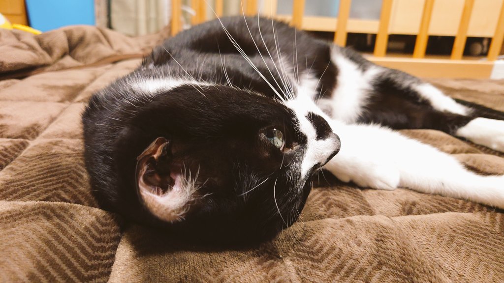 CIbPeFjePNtA1FP's tweet image. 今夜もホットカーペットで行き倒れ

#今日のあんこ