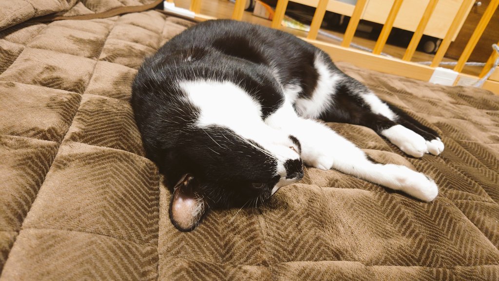 CIbPeFjePNtA1FP's tweet image. 今夜もホットカーペットで行き倒れ

#今日のあんこ