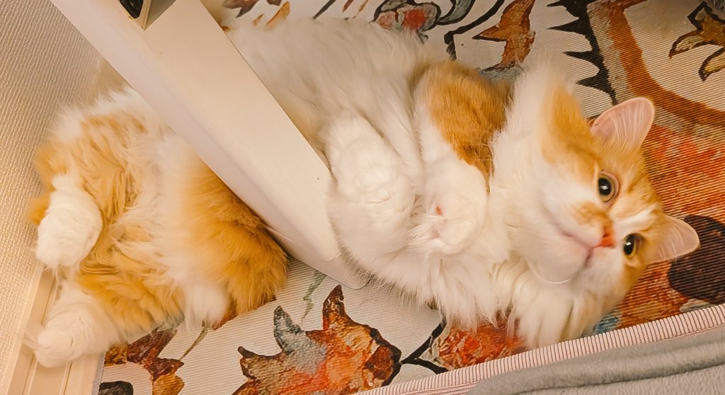 booandchang's tweet image.