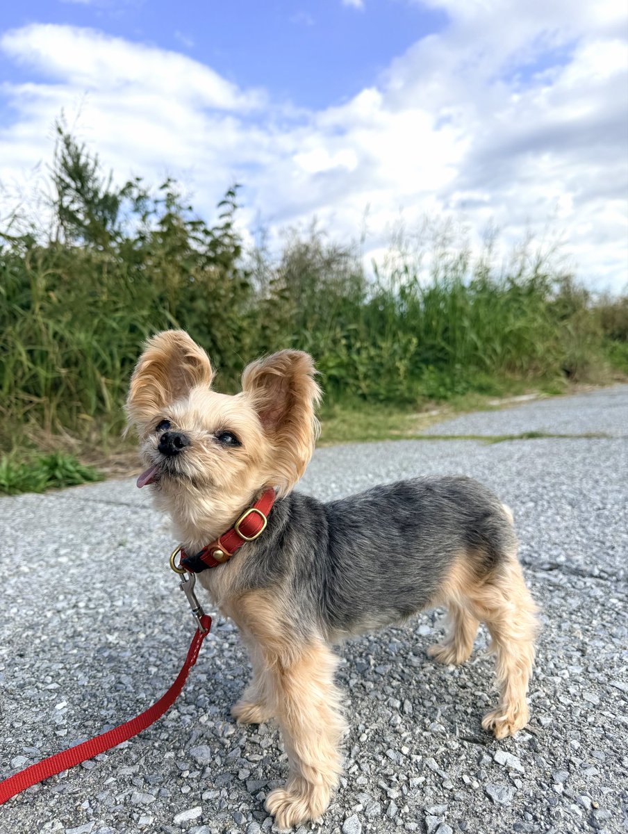 オーダー受付 Xmas ヨーキー ご予約ページ 10/28 オーダー受付 Xmas