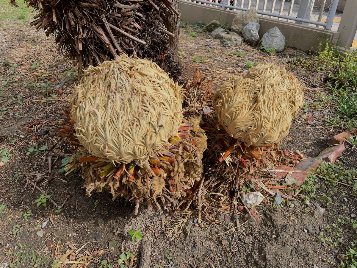 torutoru_toruto's tweet photo. そういえば、大崎下島で謎のどでかい植物の塊を見かけて写真に撮ってたのだけど、帰宅してから調べたらソテツの雌花だった。
けっこう珍しいらしいので、ちょっと幸せ。 https://t.co/KKvmyqLBtf