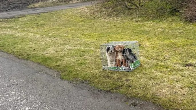 AdoptionsUk's tweet image. Please retweet, @RSPCA_official
have reported a huge rise in abandonment of pets across the #UK 💔In #Wales abandonment has increased by 51%, in #Essex it's up by 41% and in #Bedfordshire up by 44%  ( 2024)
Rescue shelters are full.
More information bbc.co.uk/news/articles/………