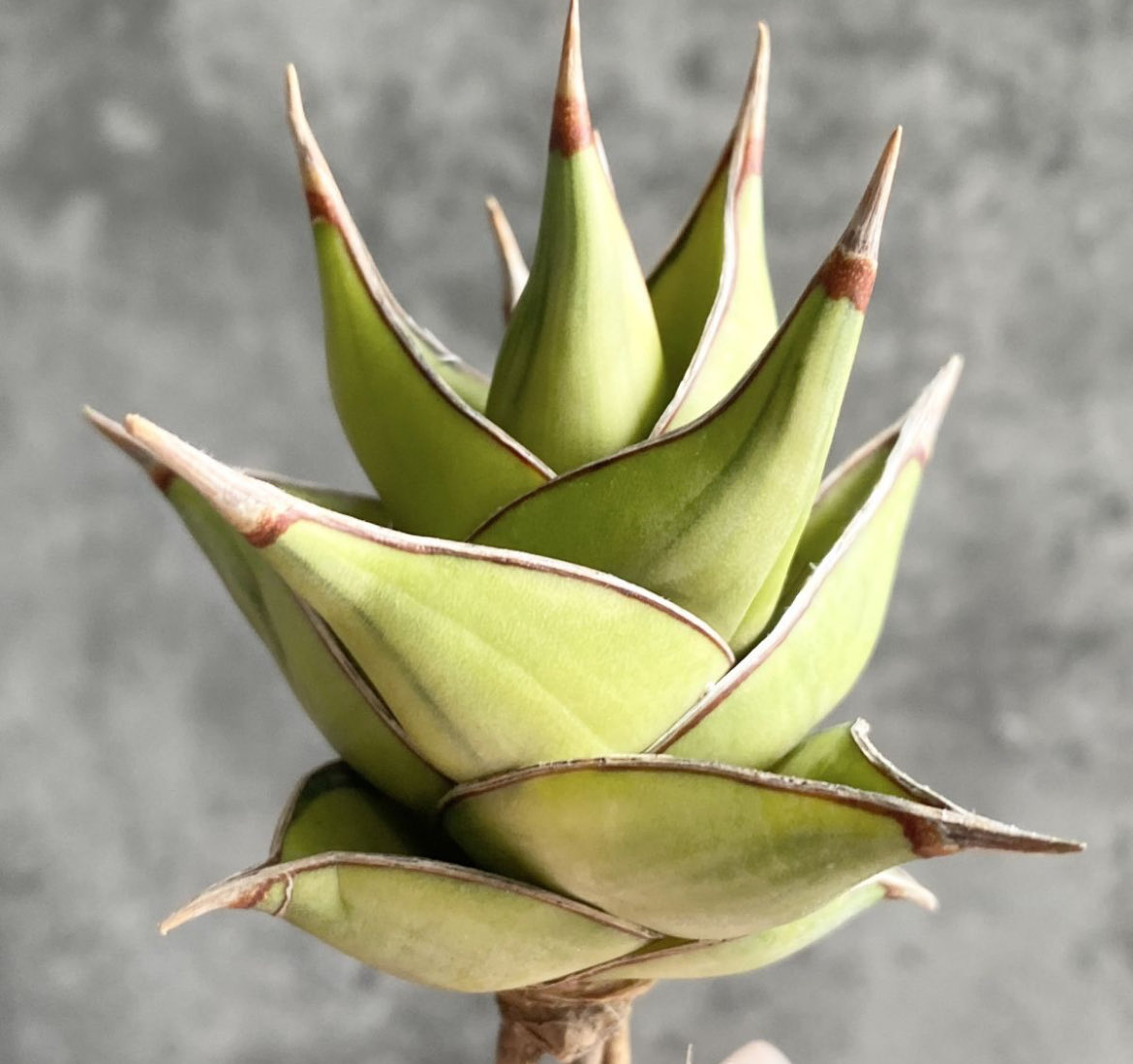 アガベ US Special株！親株出品 アガベ US Special株！親株出品 2025年