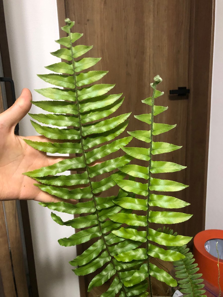 オカピー (@okapi6721) / Posts / X