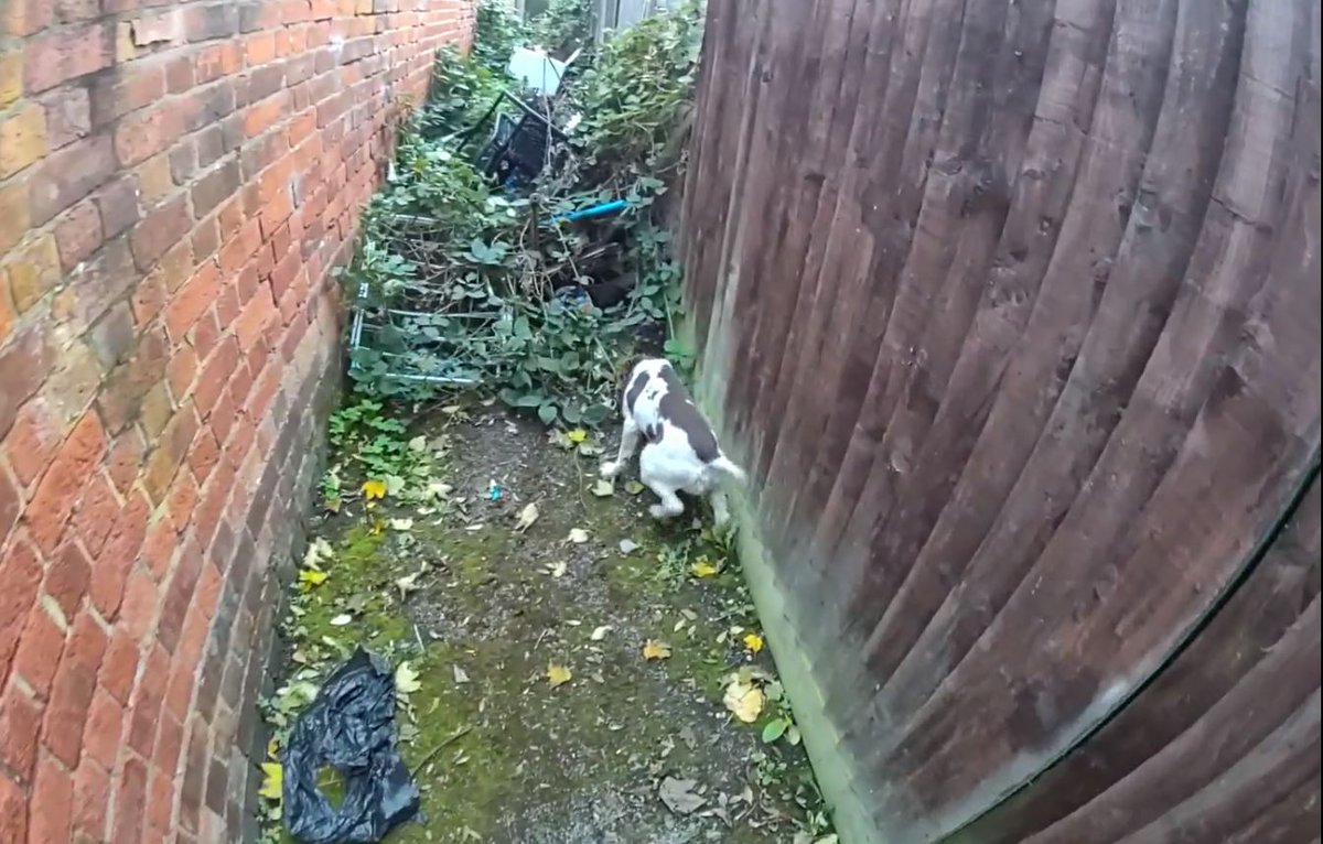 WMP Dog Unit tweet media