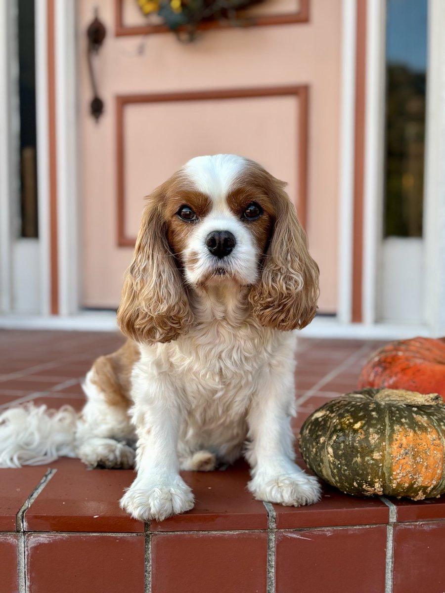 Michael Castrilli tweet media