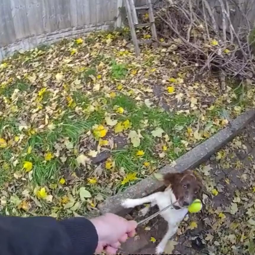 WMP Dog Unit tweet media