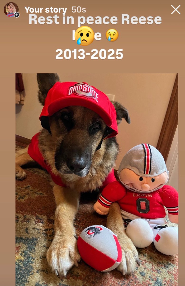 asianposh2022's tweet image. My sister in Christ had to say goodbye to her 12 year old German Shepherd Baby girl Reese.  Has raised her since she was 8 weeks old.  She was a Buckeye and was Arvell Reese for trick or treat.  #alldogsgotoheaven