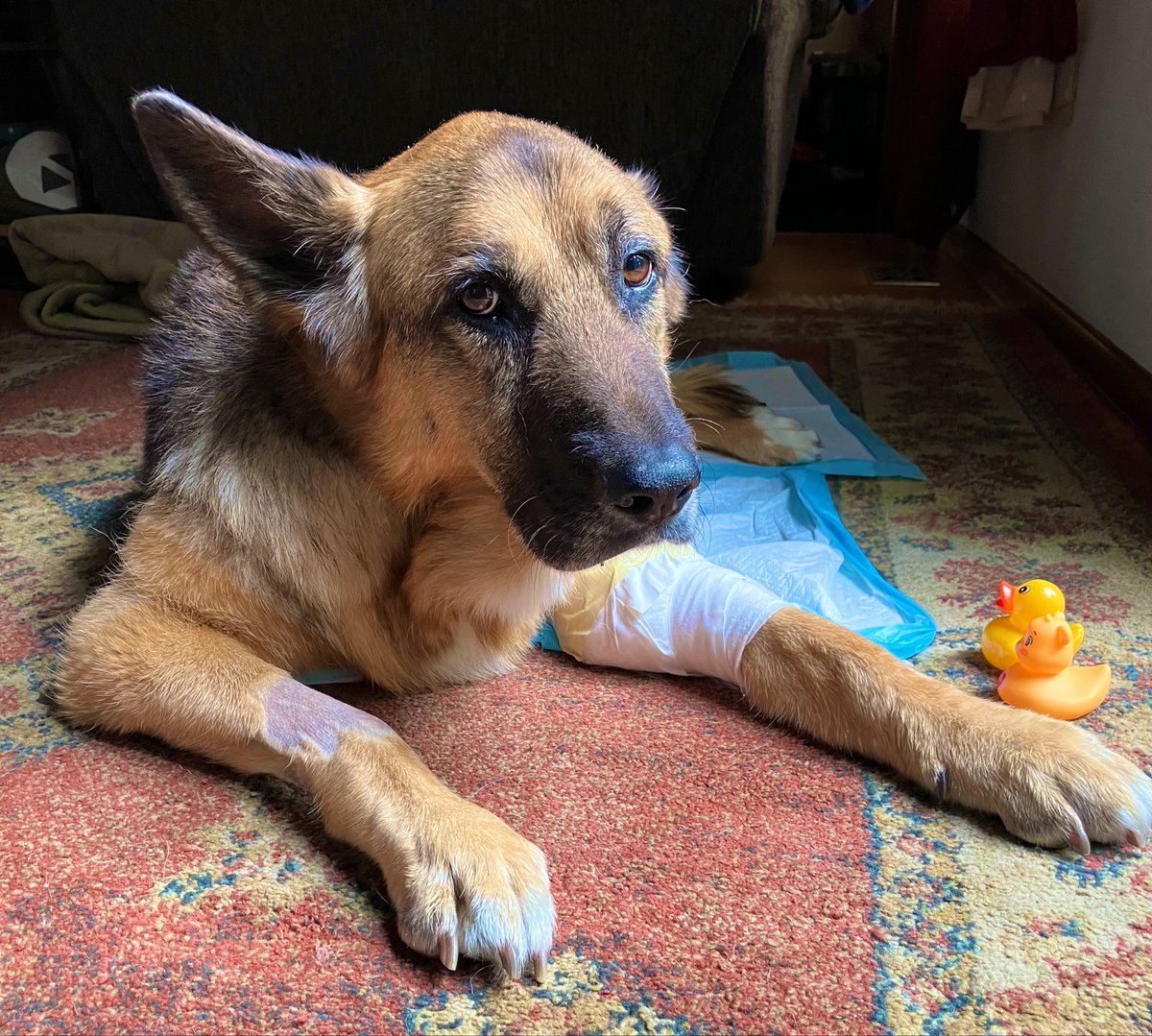 asianposh2022's tweet image. My sister in Christ had to say goodbye to her 12 year old German Shepherd Baby girl Reese.  Has raised her since she was 8 weeks old.  She was a Buckeye and was Arvell Reese for trick or treat.  #alldogsgotoheaven