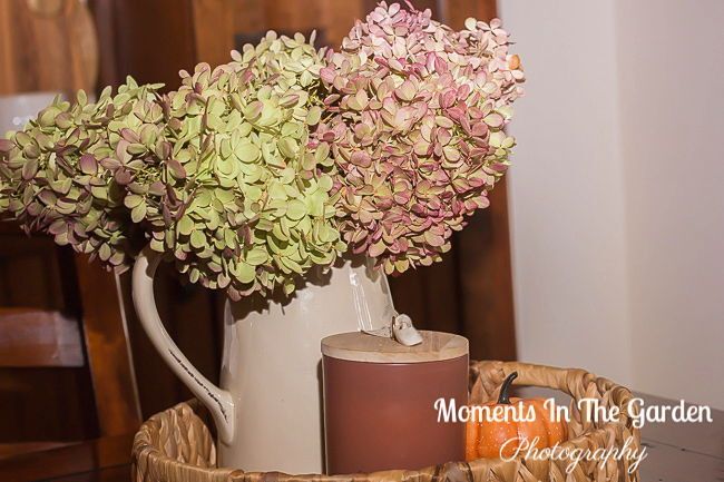 MomentsintheG's tweet photo. Still drying the remaining hydrangea blooms. #hydrangeablooms #driedflowers #driedflowerarrangements #momentsinthegardenphotography https://t.co/0nRDx3yL14