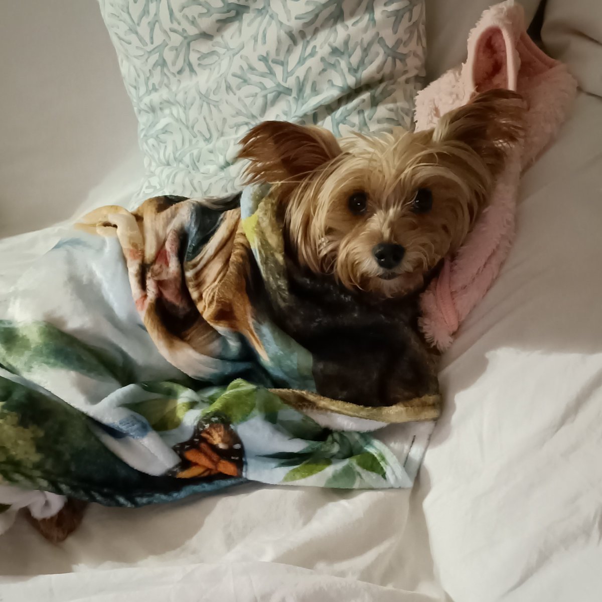 Me parece una foto demasiado adorable como para no subirla también por aquí 🥹🌻