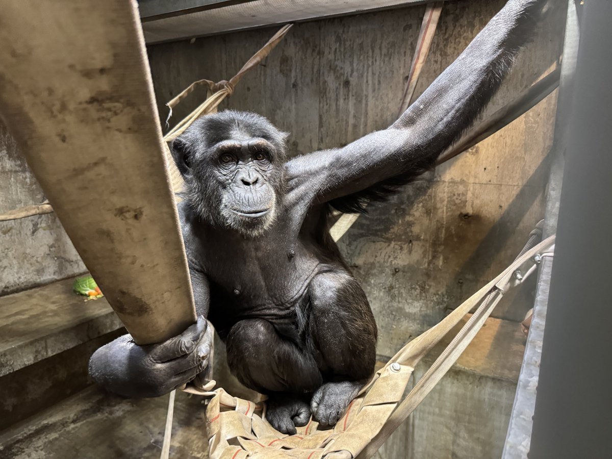 ⭐︎チンパンジー⭐︎ 旭川市旭山動物園［公式］ on X