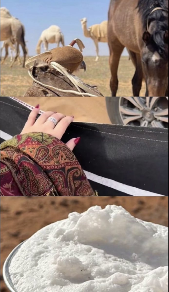 mmtno5aa's tweet image. شيخة جمال وقصيدة شاعر 
حفظها بقلبه قبل #ديوانه 💯