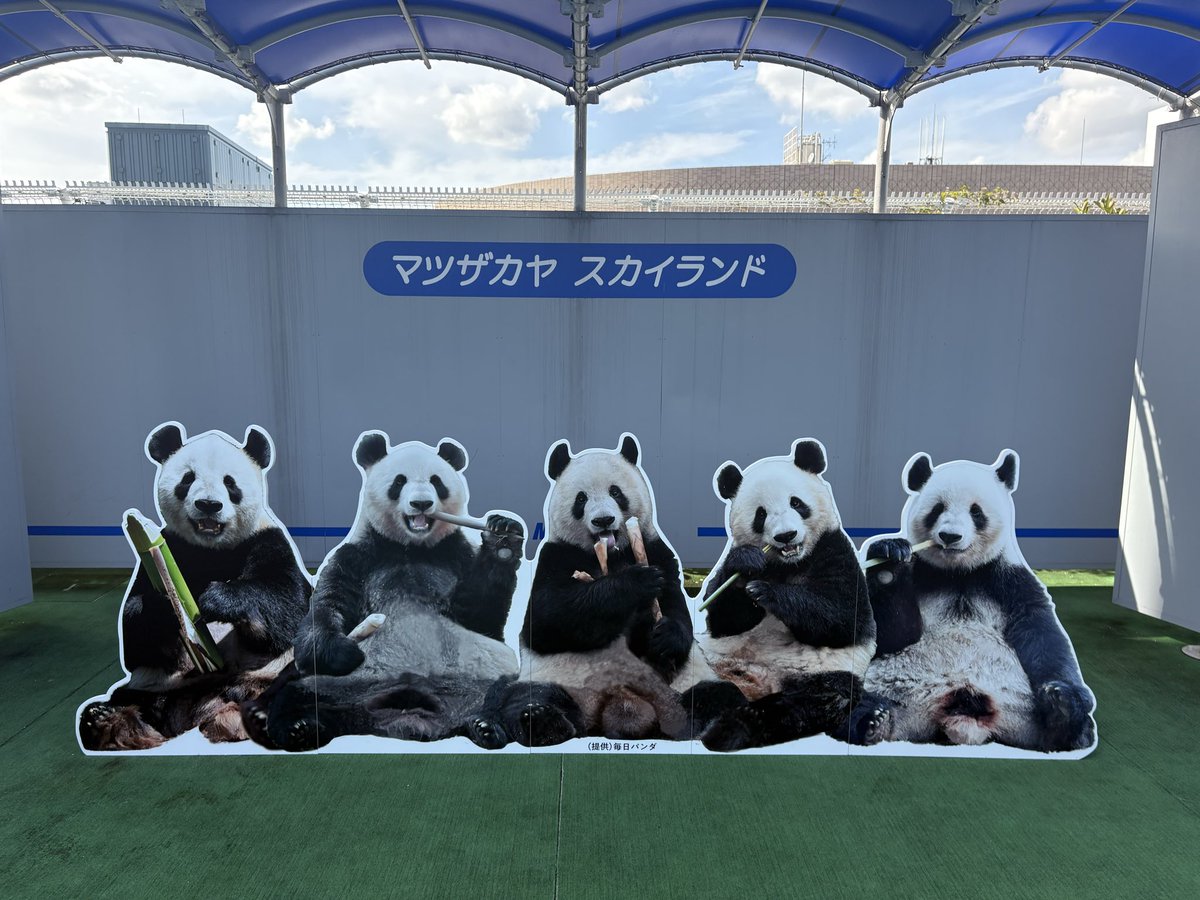 パンダっち (@love_pa_panda) / Posts / X