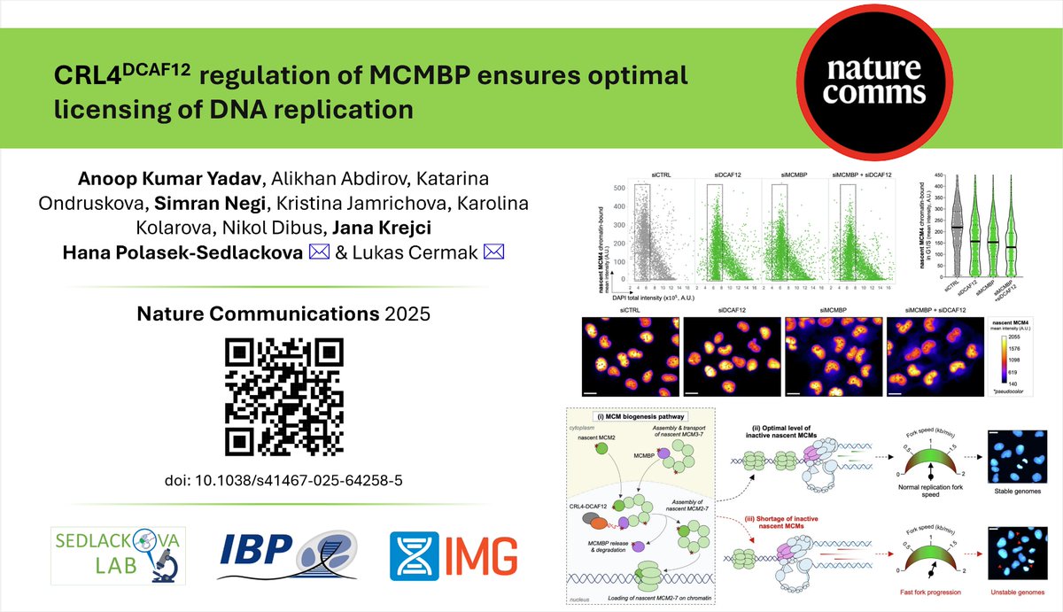 HanaSedlackova1's tweet image. 📢 Excited to share that our study has just been published in @NatureComms! We uncover how CRL-DCAF12 regulates the cellular levels of MCMBP, a chaperone essential for assembling nascent MCM2-7 complexes, to ensure accurate and error-free genome duplication.