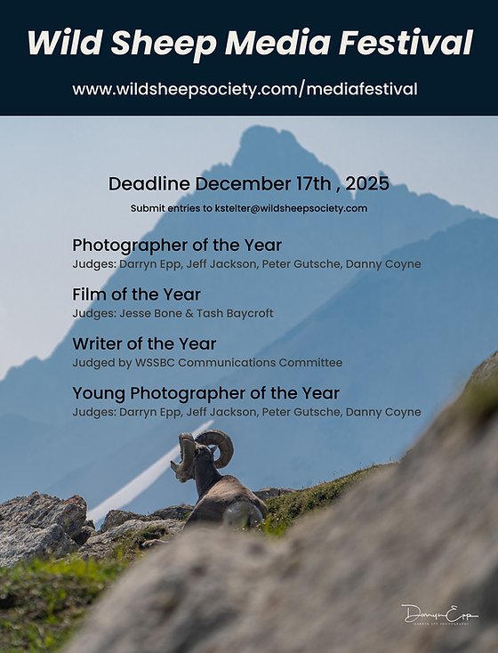 Wild Sheep Society of BC tweet media