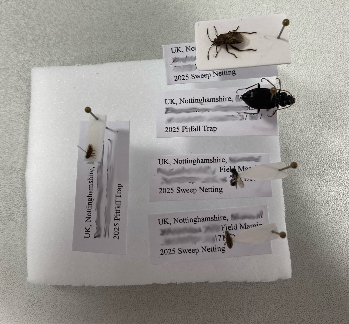 GemmaBee 🦔 tweet media