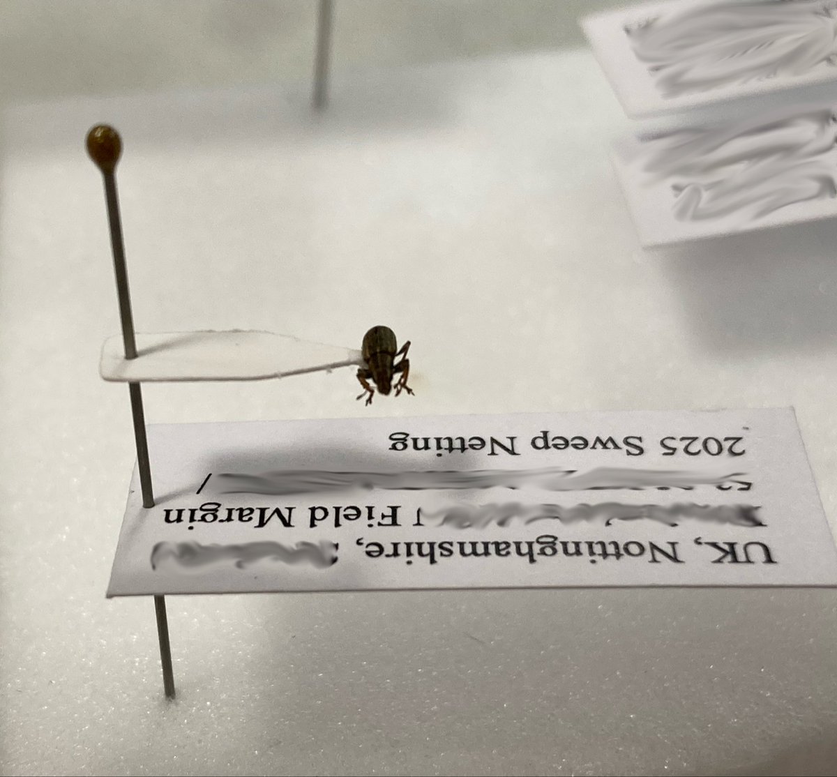 GemmaBee 🦔 tweet media