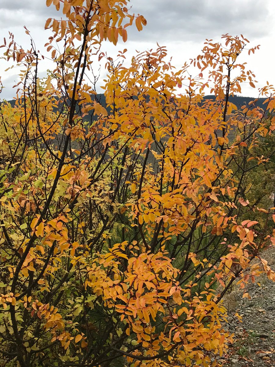 yürüyüş eşlikçisi sonbahar yağmuru