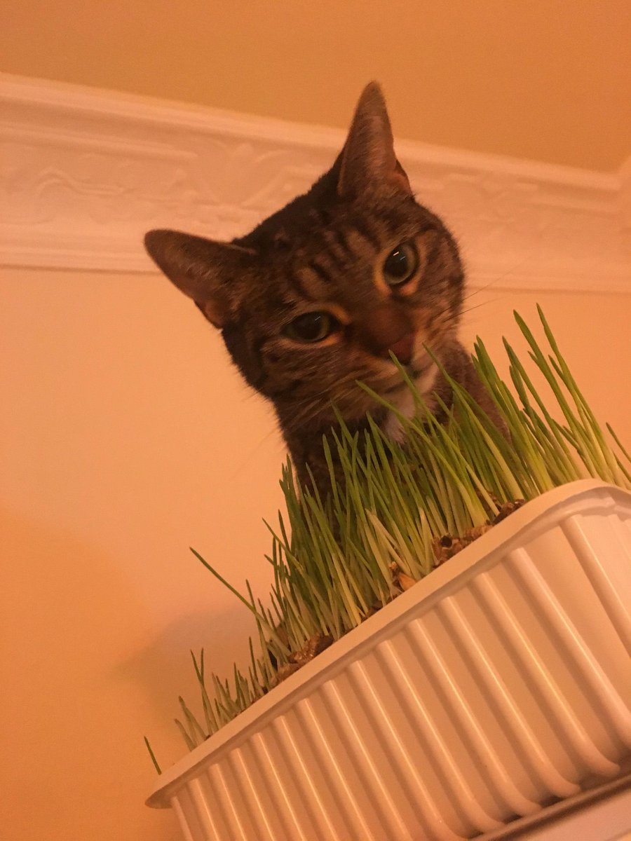 Pussy als sie noch ganz jung war. Immer oben auf dem Schrank 😉