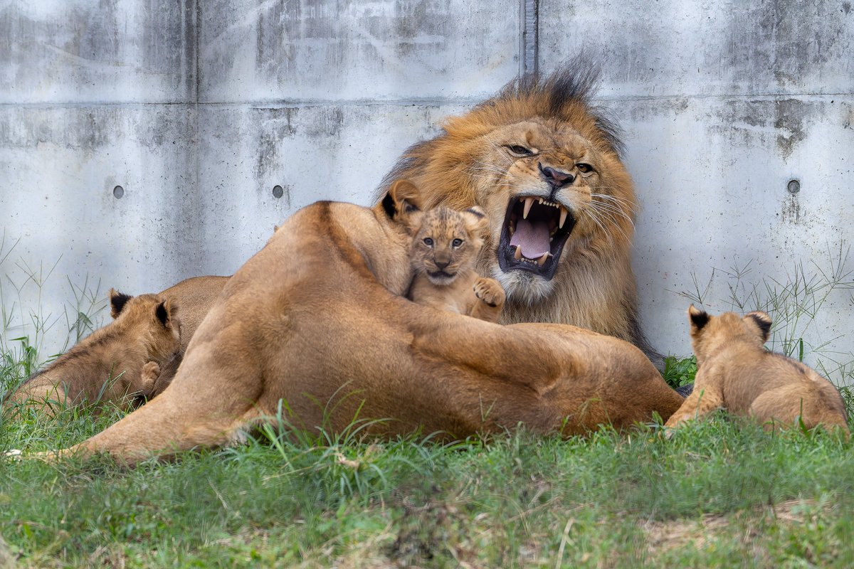 ひとりでいたいお父さんと
そうさせてくれない家族の皆さん😂
#のんほいパーク
