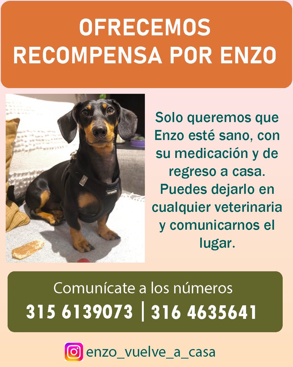 #Atención Ayudemos a encontrar a #Enzo y que vuelva a su hogar. Requiere medicación.

Por favor comparte.