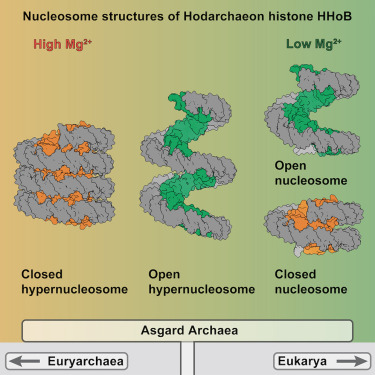 Online Now: Cryo-EM reveals open and closed Asgard chromatin assemblies dlvr.it/TNwxln