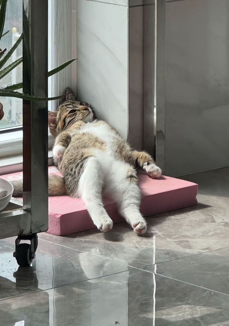 Why you should have a cat (@shouldhavecat) on Twitter photo 