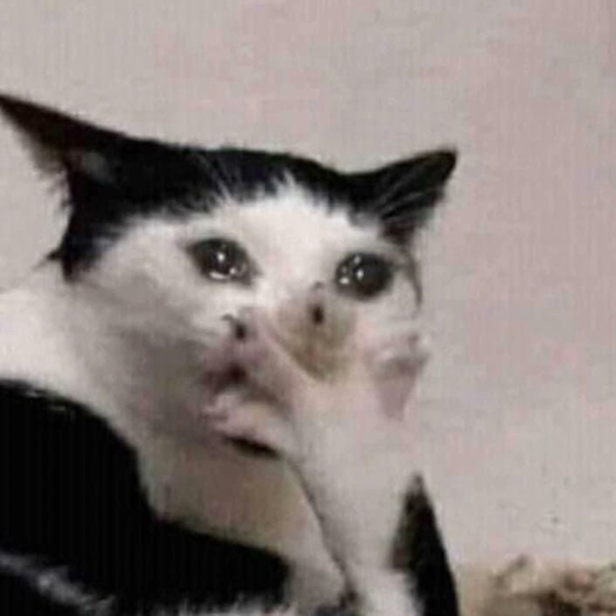 Ju ・゚☆🍂🩺 studytwt (@studytwilight) on Twitter photo quem foi o corno que curtiu esse tweet pra aparecer pra mim?
mano eu tenho PAVOR dessas paradas, que ódio quem foi o corno que curtiu esse tweet pra aparecer pra mim?
mano eu tenho PAVOR dessas paradas, que ódio