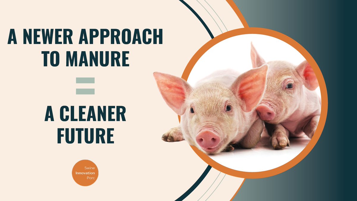 SwineInnovation's tweet image. DYK: Swine manure produces more methane than cattle or dairy manure? That’s over 1,700 kilotonnes of CO₂-equivalent methane each year in Canada! But science is stepping in with boots on! #SC4 research is exploring how to reduce methane emissions from #Cdnpork and how pig manure…