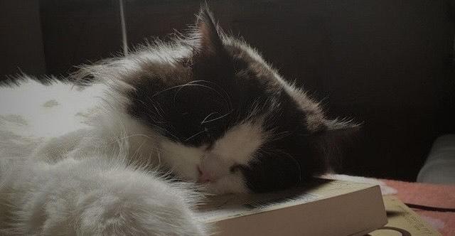 Malam menyentuh kulitku
Sunyi membelai rambutku
Namun tak kunjung kantuk menyapa mataku
Sedang ragaku telah berjubah lelah
Dan kepalaku bermahkota penat

Sungguh aku ingin lelap
Ditimang nyenyak hingga pagi mengunjungiku
——