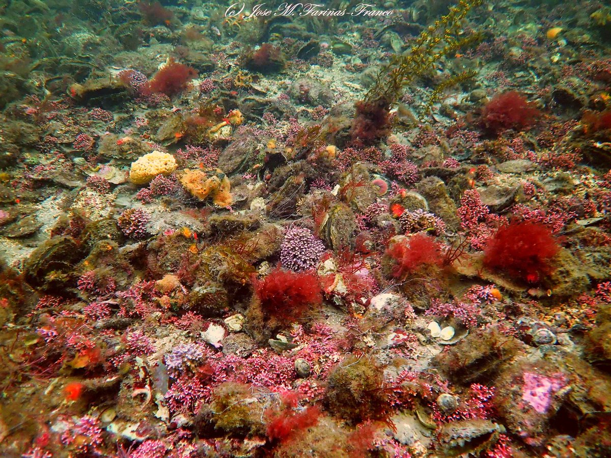 MarineInst's tweet photo. Tá sceireacha dúchais oisrí ag filleadh arís!

Tá an tInstitiúid Mhuirí tar éis €1.5 mhilliún a cheadú don tionscadal BRICONS – tionscadal mór athchóirithe sceireacha oisrí faoi stiúir COBÁC, OTÉ, COBÁ agus CCT.

Réitigh nádúrbhunaithe do chóstaí atá inbhuanaithe 🌍🦪🔗 https://t.co/jlsT2UuISI