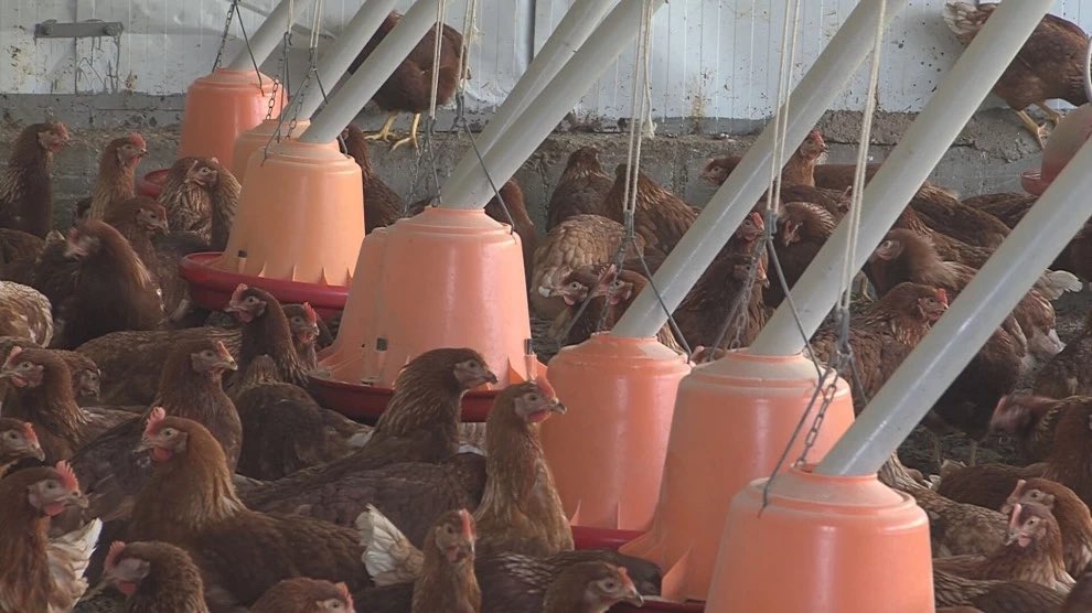 🚜🎙️📻  𝗔𝗿𝗮𝗴𝗼́𝗻 𝗶𝗻𝘁𝗲𝗻𝘀𝗶𝗳𝗶𝗰𝗮 𝗹𝗮𝘀 𝗺𝗲𝗱𝗶𝗱𝗮𝘀 𝗽𝗮𝗿𝗮 𝗽𝗿𝗲𝘃𝗲𝗻𝗶𝗿 𝗹𝗮 𝗶𝗻𝘁𝗿𝗼𝗱𝘂𝗰𝗰𝗶𝗼́𝗻 𝗱𝗲 𝗹𝗮 𝗶𝗻𝗳𝗹𝘂𝗲𝗻𝘇𝗮 𝗮𝘃𝗶𝗮𝗿 𝗲𝗻 𝗴𝗿𝗮𝗻𝗷𝗮𝘀 𝗮𝘃𝗶́𝗰𝗼𝗹𝗮𝘀.
📻  Nos lo han contado hoy en ❜𝗗𝗲 𝗽𝘂𝗲𝗿𝘁𝗮𝘀 𝗮𝗹 𝗰𝗮𝗺𝗽𝗼❜ 𝗱𝗲