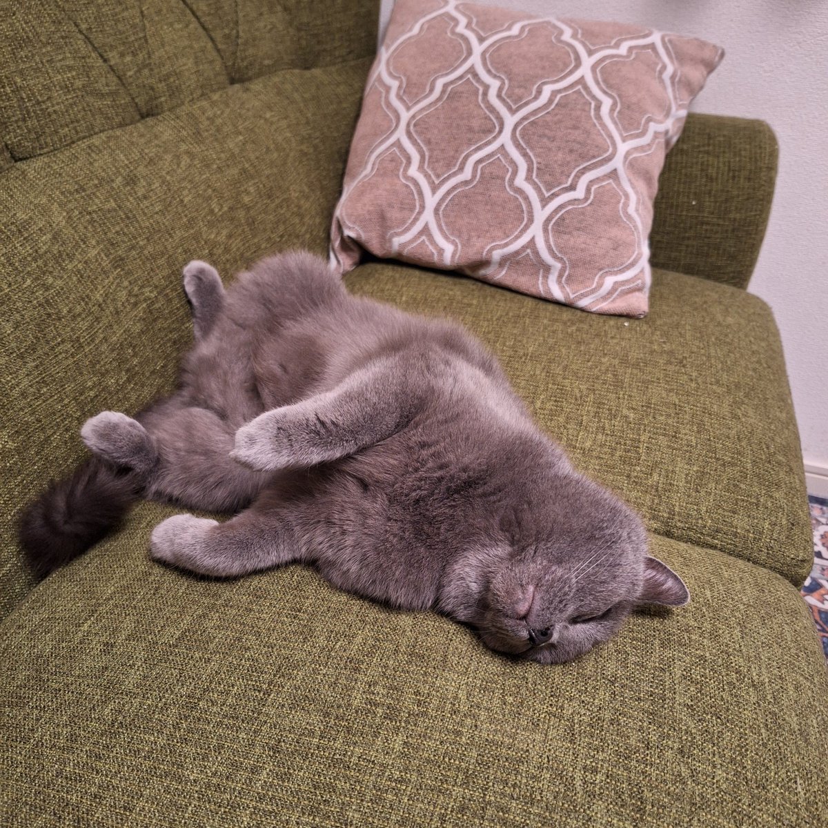 もこもこモコちゃん (@mokomoko_moco) / Posts / X