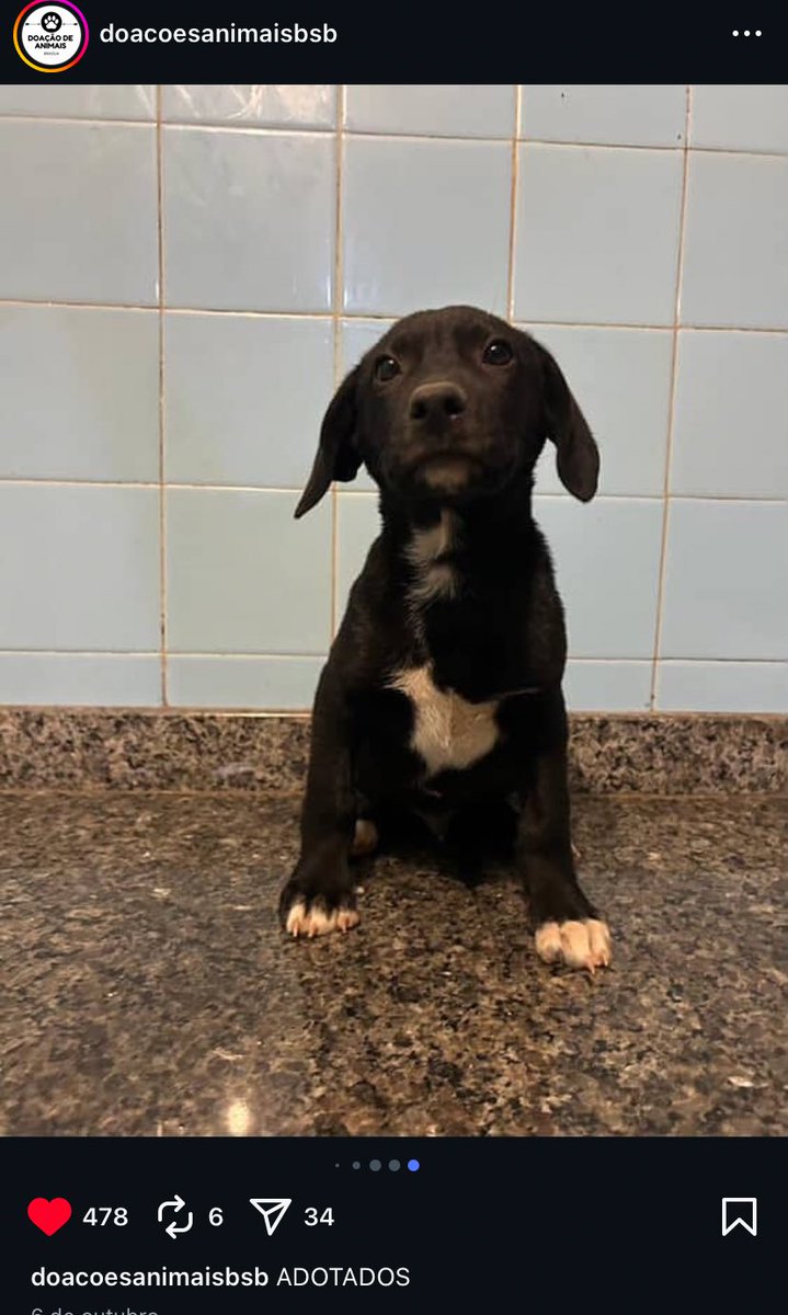 silveirarquivo's tweet image. boa tarde a todos.
estes ja foram adotados apreciem sem dor no coração