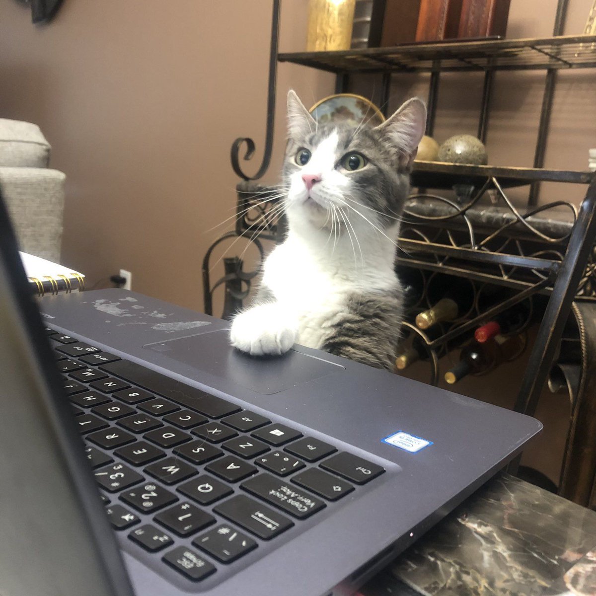 CatWorkers's tweet photo. *click* *click* *click* ... *error sound*

 'Uh oh.'

📸 KinkyKevD https://t.co/cTqmUbvsah