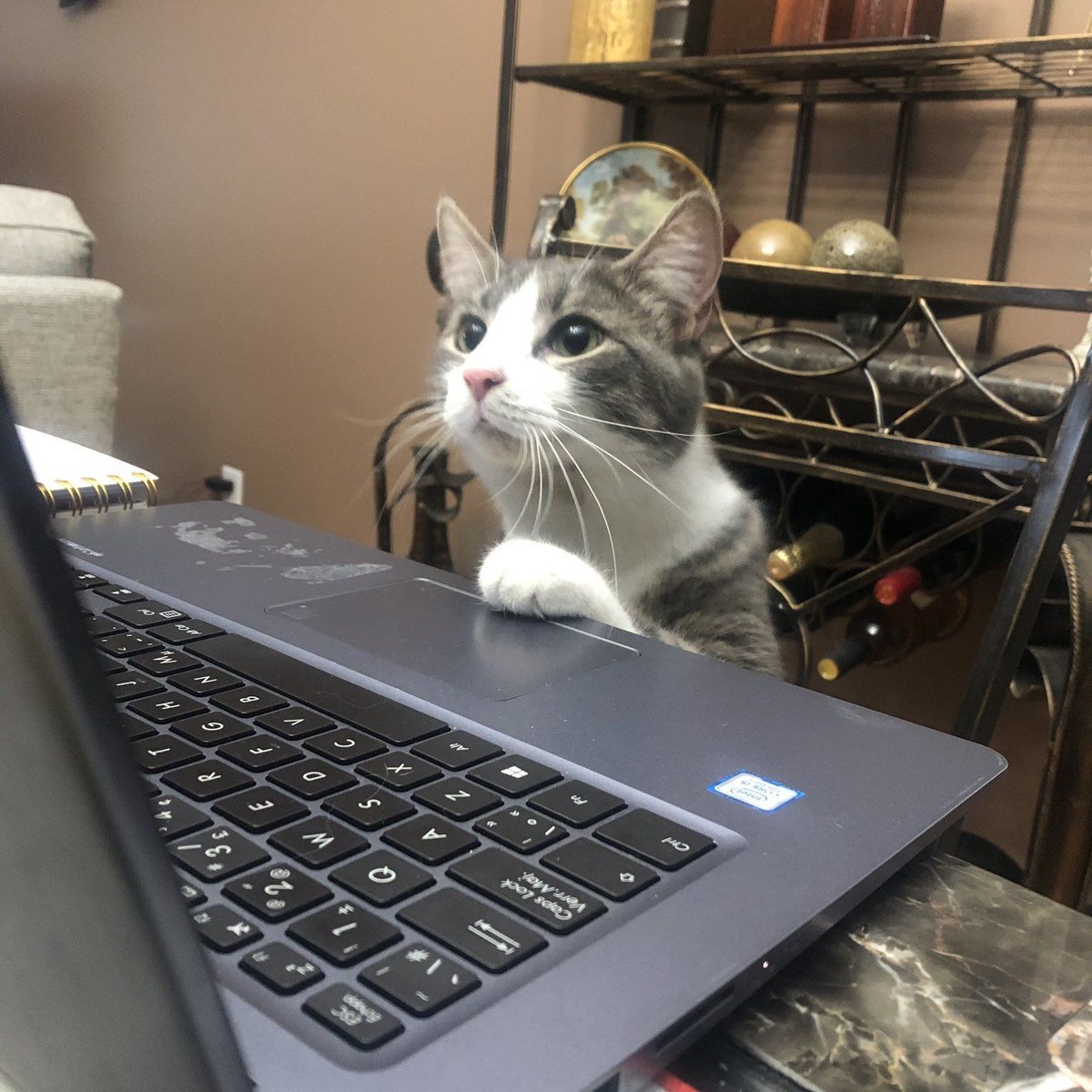 CatWorkers's tweet photo. *click* *click* *click* ... *error sound*

 'Uh oh.'

📸 KinkyKevD https://t.co/cTqmUbvsah