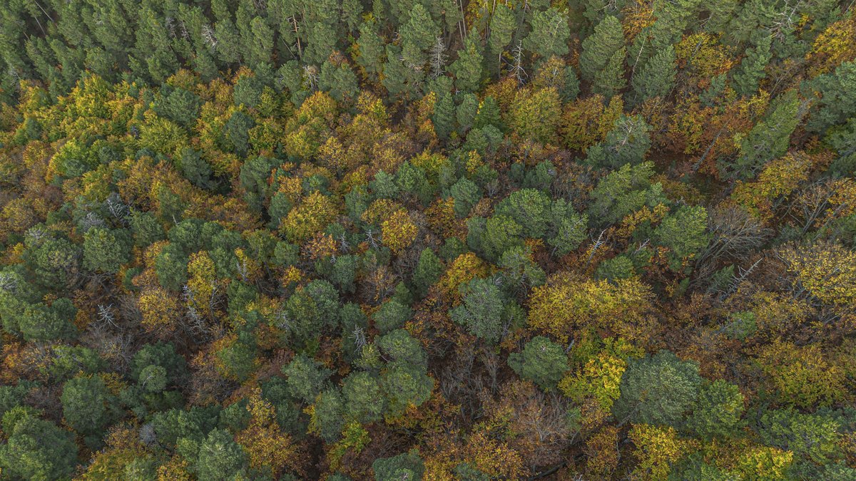 No voliem deixar passar l'ocasió de parlar dels colors de la #tardor ara que ja es poden veure a molts punts del territori 🥰🍂🍁 Reconeixeu a quin lloc està feta aquesta foto i quines espècies hi ha? Fil🧵