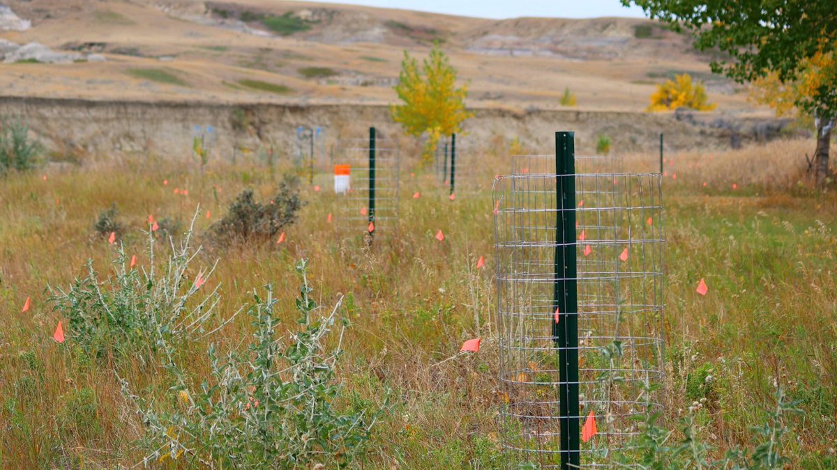 Cows and Fish | Riparian Management Society tweet media