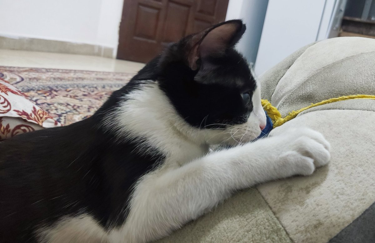 LowLevelLover's tweet image. گوربا در حال بازی:))